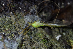 Leptotarsus virescens