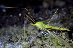 Leptotarsus virescens