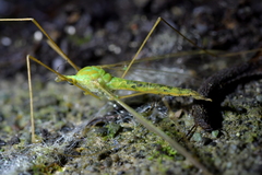 Leptotarsus virescens