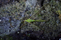 Leptotarsus virescens