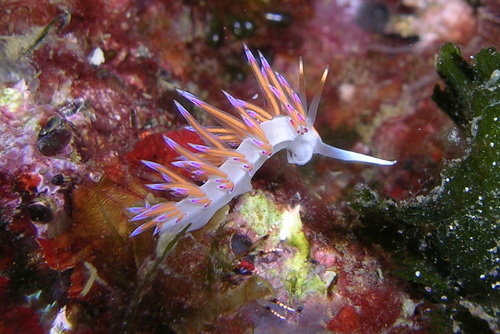 Cratena Slug, 80079 Procida NA, Italie, photo 7 of 10