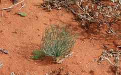 Gethyllis grandiflora