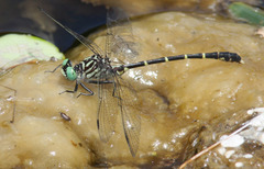 Stylogomphus sigmastylus