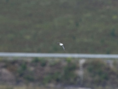 Calidris subminuta