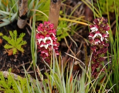 Disa albomagentea