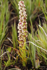 Disa obtusa