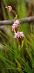 Disperis paludosa