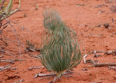 Gethyllis grandiflora