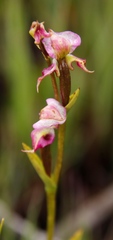 Disperis paludosa
