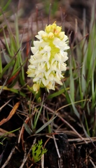 Disa albomagentea