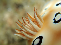 Goniobranchus leopardus