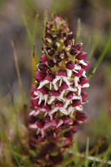 Disa albomagentea