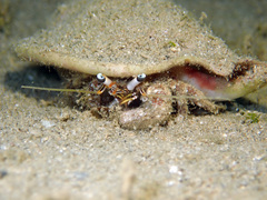 Dardanus scutellatus