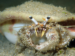 Dardanus scutellatus