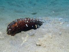 Holothuria isuga