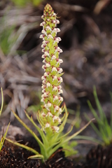 Disa obtusa