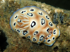 Goniobranchus leopardus