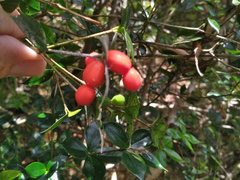 Alyxia oblongata