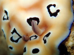 Goniobranchus leopardus