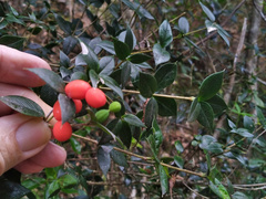 Alyxia oblongata