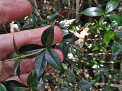 Alyxia oblongata