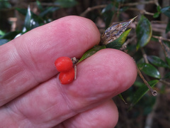 Alyxia oblongata