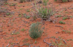 Gethyllis grandiflora