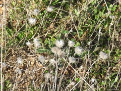 Trifolium hirtum