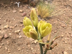 Zephyranthes gilliesiana