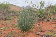 Gethyllis grandiflora