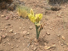 Zephyranthes gilliesiana