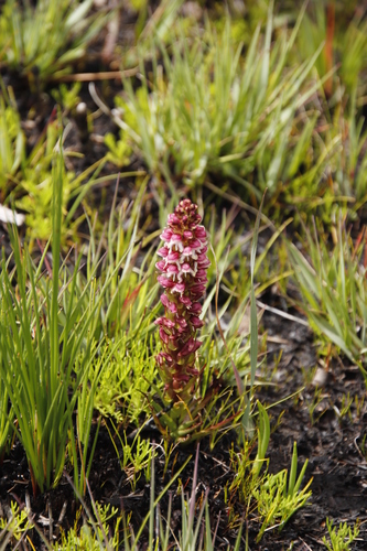 Magenta Disa (Disa albomagentea)