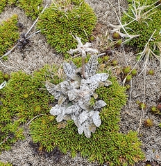 Anisotome lanuginosa