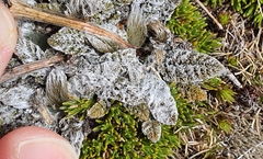 Anisotome lanuginosa