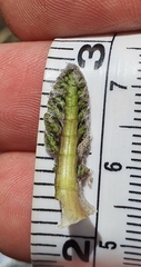 Anisotome lanuginosa