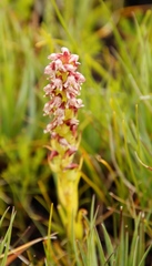 Disa obtusa