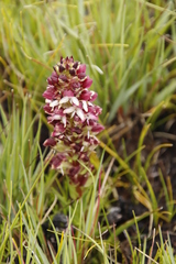 Disa albomagentea