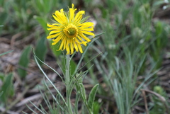 Berkheya zeyheri