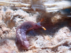 Thuridilla albopustulosa