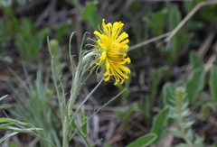 Berkheya zeyheri