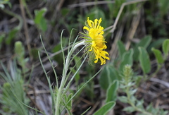 Berkheya zeyheri
