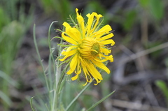 Berkheya zeyheri