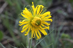 Berkheya zeyheri