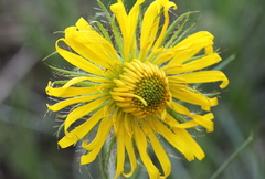 Berkheya zeyheri