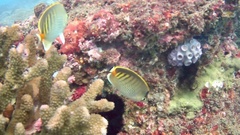 Chaetodon punctatofasciatus