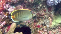 Chaetodon punctatofasciatus