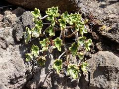 Aeonium lindleyi subsp. lindleyi image