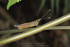 Phlaeoba angustidorsis