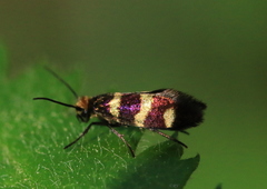 Micropterix aureatella