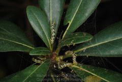 Gymnoscelis tristrigosa